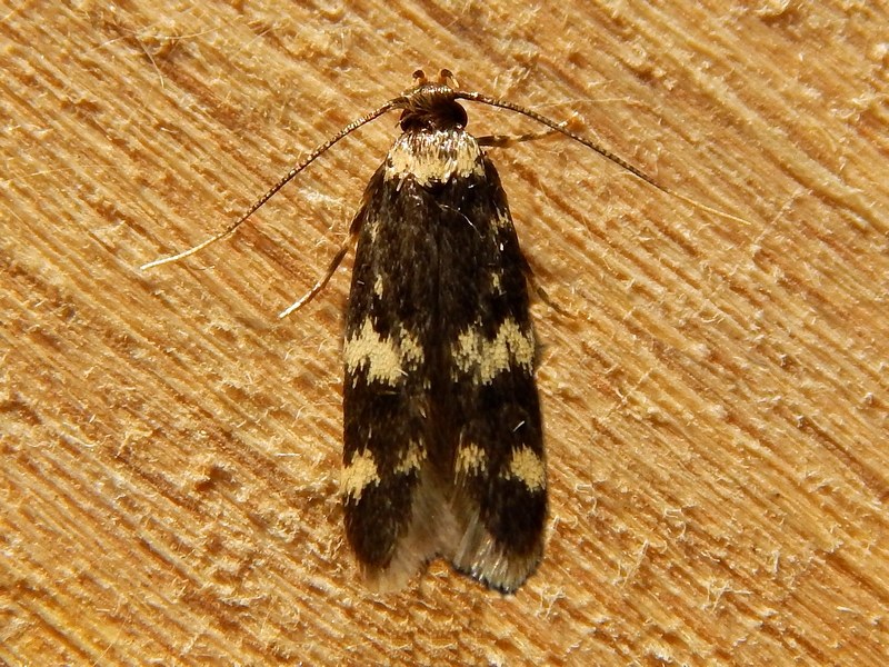 Oegonia quadripuncta  Autostichidae